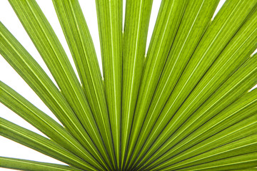 hoja de palmera aislada 