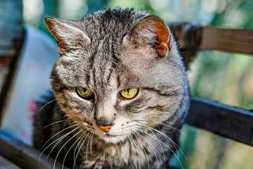 Portrait of old striped grey cat
