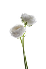 rosas blancas aisladas