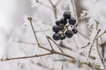 The first frosts, frozen berries, the garden covered with snow