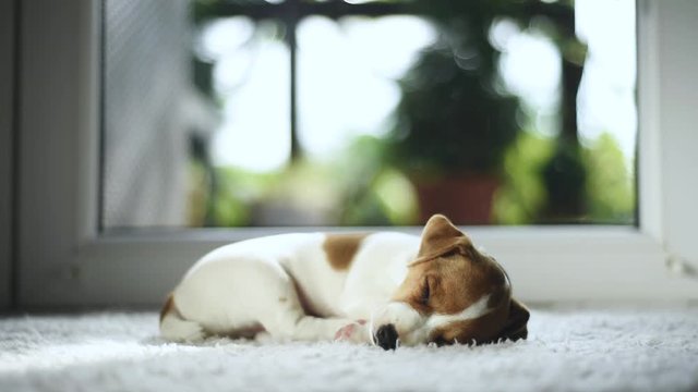 Jack russel terrier puppy sleeping