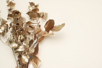 Golden Tree Branch with Dry Leaves of Eucalyptus on White Background with copy Space