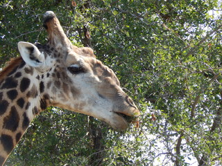 South African wildlife