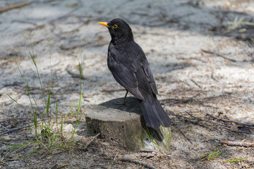 Blackbird sits on a stump in the park. Birds