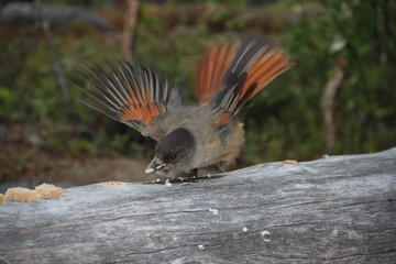 Forest bird. Kola Peninsula. (The Vast Russia! Sergey, Bryansk.)