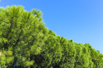 Obraz premium Mediterraner Pinienbaum Immergrün