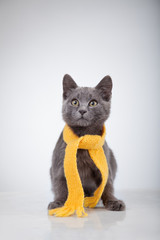 gray kitten in yellow scarf on a white background, smoky cat in knitted scarf, isolated on white