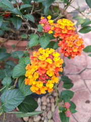 Orange lantana closeup