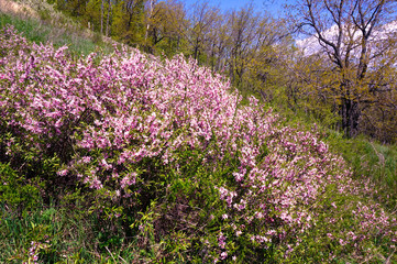 Almond steppe (Amygdalus nana) shrub blooms in pink scented flowers in the spring.