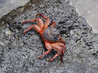 Helicopter view of a galapagos crab at puerta ayora