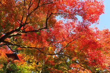 京都善峯寺の紅葉