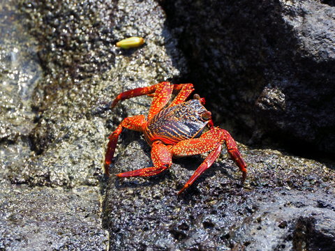 red galapagos crab with a black back at puerta ayora