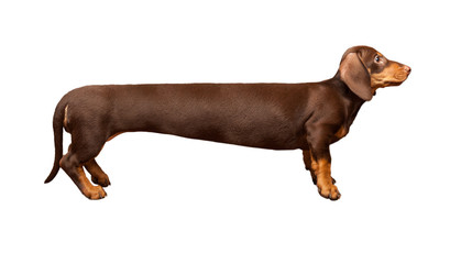 Extra long dachshund, manipulated image of a very Long Dachshund, standing in front of white...