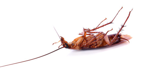 Dead cockroaches on white background