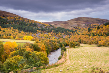 Fototapeta na wymiar Golden Glen Gairn in Autumn / The Snow Road or Old Military Road is a scenic drive through the Cairngorms National Park, which is full of colour in the autumn