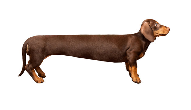 Extra long dachshund, manipulated image of a very Long Dachshund, standing in front of white background, studio shot