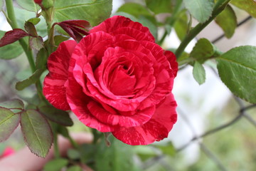 Red with pink stripes winding rose tends to the top to the sun.
