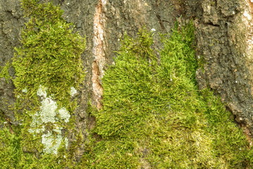 birch bark with moss