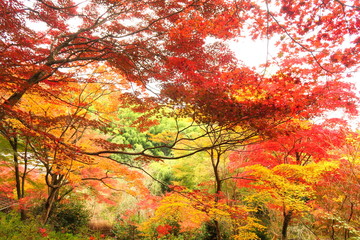 京都嵐山直指庵の紅葉
