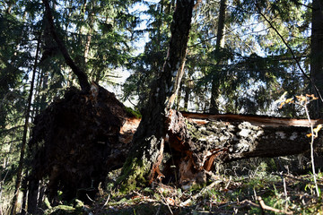 Broken birch tree in the storm and the whirlwind.