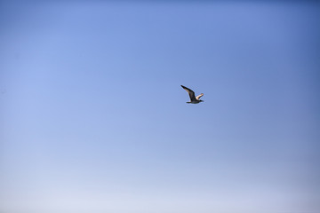 Fototapeta na wymiar flying seagull on blue sky background