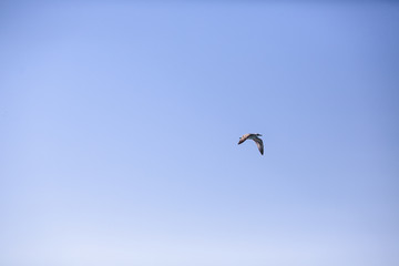 flying seagull on blue sky background