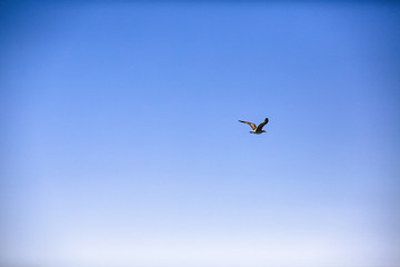 flying seagull on blue sky background