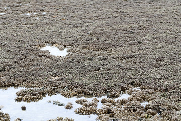 Coral reefs are built from stony corals, which in turn consist of polyps for education in nature.