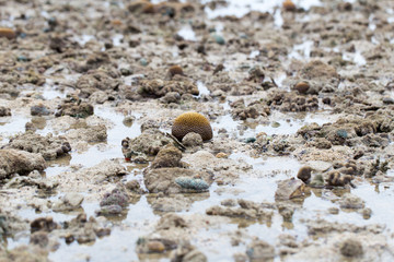 Coral reefs are built from stony corals, which in turn consist of polyps for education in nature.