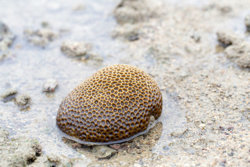 Coral reefs are built from stony corals, which in turn consist of polyps for education in nature.