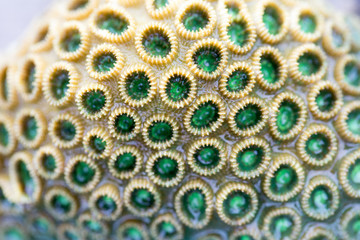 Coral reefs are built from stony corals, which in turn consist of polyps for education in nature.