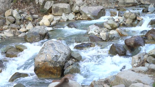 地獄谷野猿公苑のニホンザル