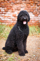 Black russian terrier dog