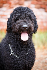 Black russian terrier dog