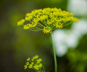 Fennel flowers in the garden