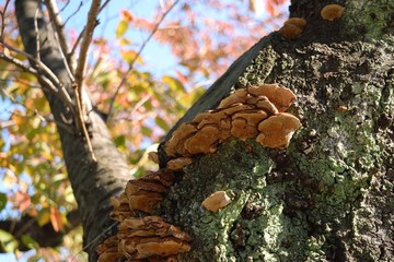 木に生えたキノコ
