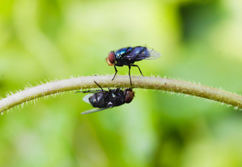 Two Black  Housefly on the green leaf