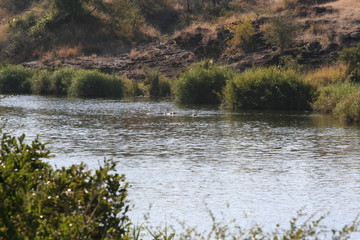 South African wildlife
