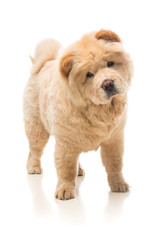 Chow-chow beige