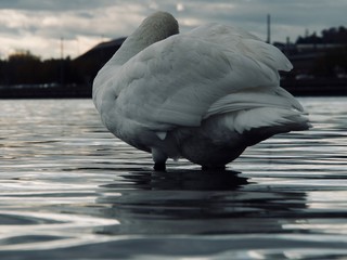 Signe