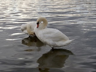 Naklejka premium Signe