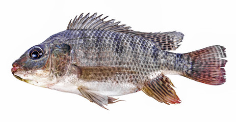 Nile tilapia fish isolated on white background