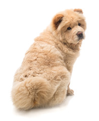 Chow-chow beige