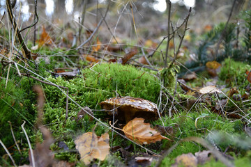 Frosty old mushroom in the forest
