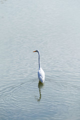 Fototapeta na wymiar 池を歩く白鷺