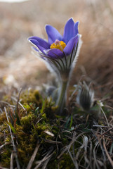 Purple flower on a white grass macro shot
