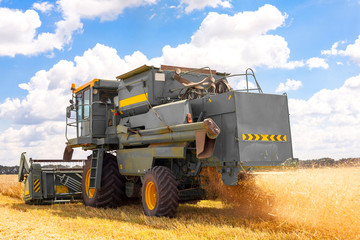 Combine machine is harvesting oats on farm field. combine harvester working on a wheat field....