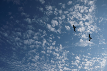 大空に二羽の鳥が飛ぶ