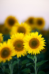 Sunflowers field on sunset time