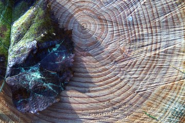 the heart of the wood